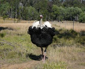 Glen Ian Ostrich And Emu Farm - Kalgoorlie Accommodation 1
