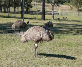 Glen Ian Ostrich And Emu Farm - Kalgoorlie Accommodation 0