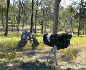 Glen Ian Ostrich And Emu Farm - Kalgoorlie Accommodation 2