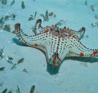 The Pines Dive Site