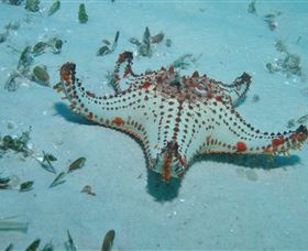The Pines Dive Site - Kalgoorlie Accommodation 0