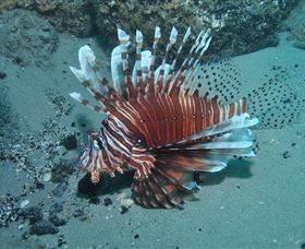 The Pines Dive Site - Kalgoorlie Accommodation 1