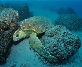 The Pines Dive Site - Kalgoorlie Accommodation 3