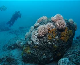 The Pines Dive Site - Kalgoorlie Accommodation 2