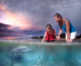 Tangalooma Dolphin Feeding - Kalgoorlie Accommodation 0