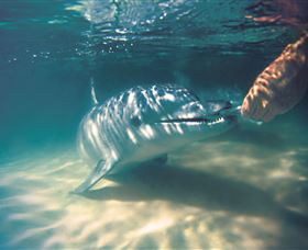 Tangalooma Dolphin Feeding - Kalgoorlie Accommodation 1