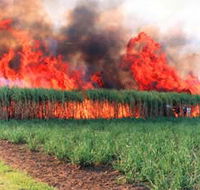 Reeves Family Sugar Cane Farm - Kalgoorlie Accommodation