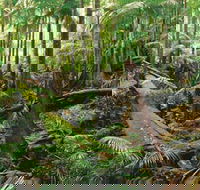 Wollumbin-Mount Warning National Park - Kalgoorlie Accommodation