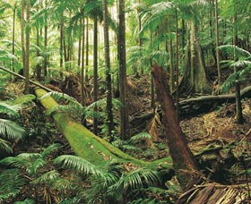 Wollumbin-Mount Warning National Park - Kalgoorlie Accommodation 0