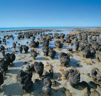 Hamelin Pool Stromatolites - Kalgoorlie Accommodation