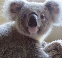Koala Care Centre in Lismore - Kalgoorlie Accommodation