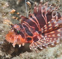 The Seaway Dive Site - Kalgoorlie Accommodation
