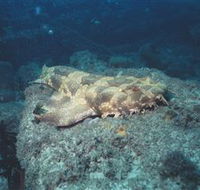 Scottish Prince Dive Site - Kalgoorlie Accommodation
