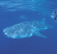 Ningaloo Reef - Kalgoorlie Accommodation