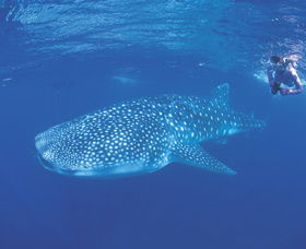 Ningaloo Reef - Kalgoorlie Accommodation 0