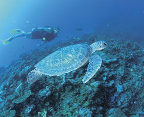 Ningaloo Reef - Kalgoorlie Accommodation 1