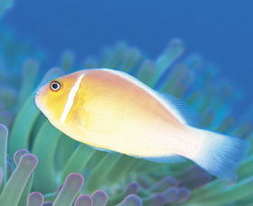 Ningaloo Reef - Kalgoorlie Accommodation 2