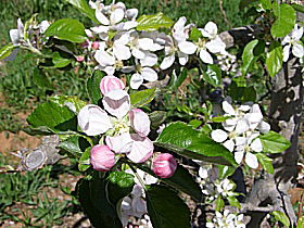 Avro Park Orchards - Kalgoorlie Accommodation 0
