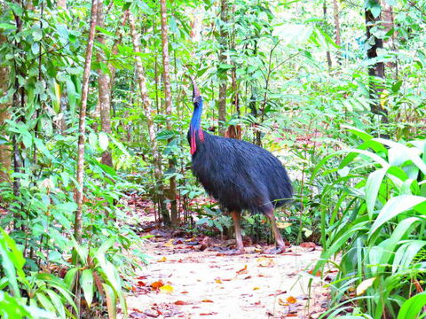 Daintree Safaris - Kalgoorlie Accommodation 0