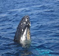 Jervis Bay Whales - Kalgoorlie Accommodation