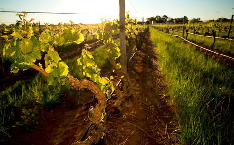 Kaesler Old Vine Vineyard Tour - Kalgoorlie Accommodation 0
