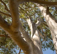 Lindsay Pryor Walk Australian National University - Kalgoorlie Accommodation