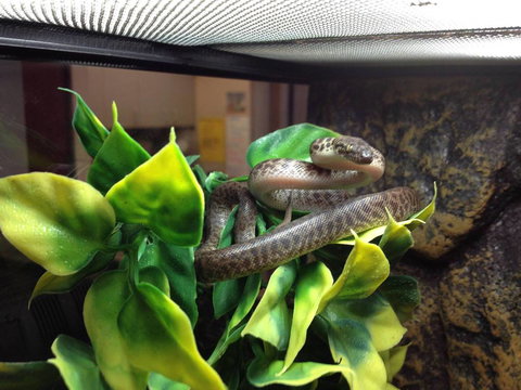 Pets Wonderland - Kalgoorlie Accommodation 3