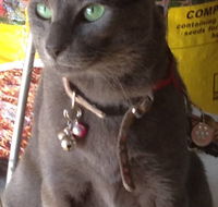 Pets and Saddles - Kalgoorlie Accommodation