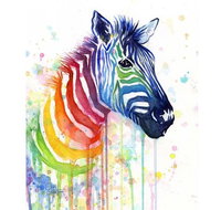 Rainbow Zebra - 65 Northbourne 7.30-9.30pm - Kalgoorlie Accommodation