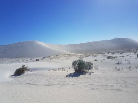 Pinnacles Desert, Koalas And Sandboarding 4WD Day Tour From Perth - Kalgoorlie Accommodation 2