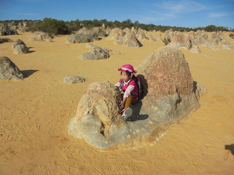 Pinnacles Desert, Koalas And Sandboarding 4WD Day Tour From Perth - Kalgoorlie Accommodation 7