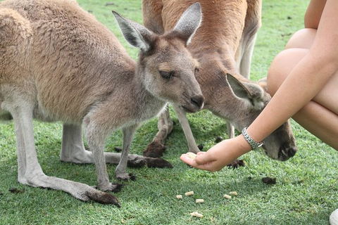 Pinnacles Desert, Koalas And Sandboarding 4WD Day Tour From Perth - Kalgoorlie Accommodation 32