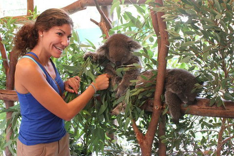 Pinnacles Desert, Koalas And Sandboarding 4WD Day Tour From Perth - Kalgoorlie Accommodation 29