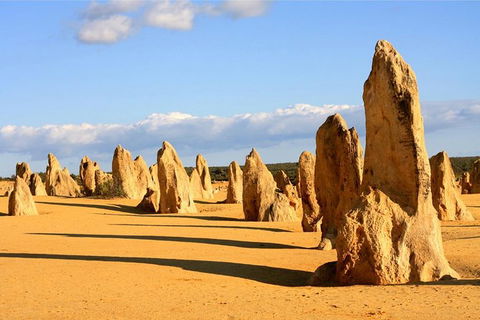 Pinnacles And Yanchep National Park Day Trip From Perth Including Lobster Shack Lunch And Sandboarding - Kalgoorlie Accommodation 9