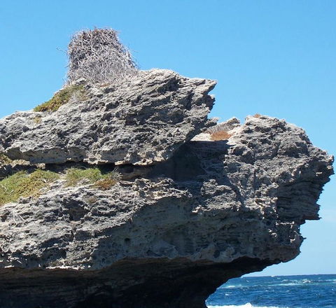 Rottnest Island Tour From Perth Or Fremantle Including Adventure Speed Boat Ride - Kalgoorlie Accommodation 7