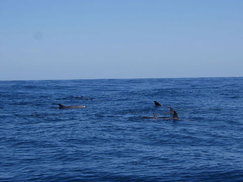 Rottnest Island Tour From Perth Or Fremantle Including Adventure Speed Boat Ride - Kalgoorlie Accommodation 6