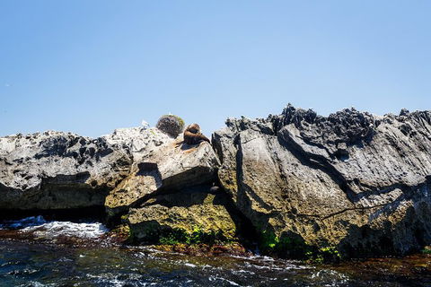 Rottnest Island Tour From Perth Or Fremantle Including Adventure Speed Boat Ride - Kalgoorlie Accommodation 9