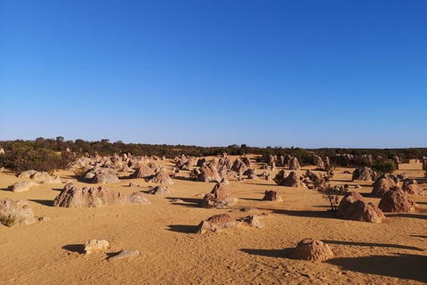 Pinnacles Day Trip From Perth Including Yanchep National Park - Kalgoorlie Accommodation 6