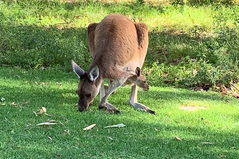 Pinnacles Day Trip From Perth Including Yanchep National Park - Kalgoorlie Accommodation 5