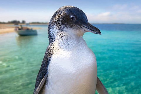 Full-Day Penguin Island & Fremantle Town - Kalgoorlie Accommodation 0