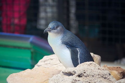 Full-Day Penguin Island & Fremantle Town - Kalgoorlie Accommodation 5