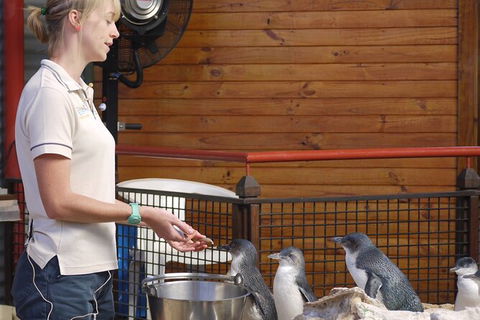 Full-Day Penguin Island & Fremantle Town - Kalgoorlie Accommodation 6