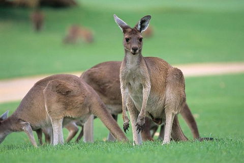 Full-Day Perth, Fremantle, Swan Valley & Wildlife Park - Kalgoorlie Accommodation 1