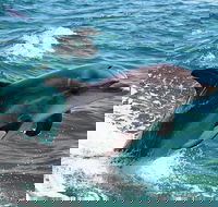 Half-Day Mandurah Canals  Dolphin Watch Tour - Kalgoorlie Accommodation