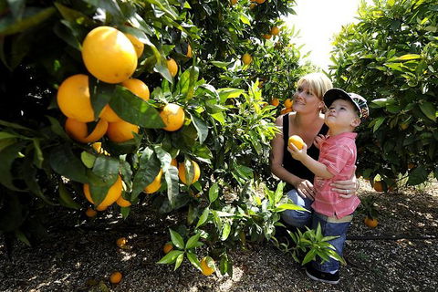 Half-Day Swan Valley Walk & Fruit Orchard - Kalgoorlie Accommodation 5