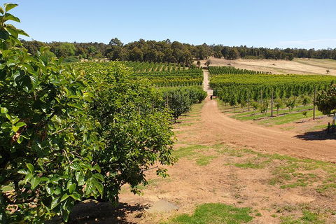 Half-Day Swan Valley Walk & Fruit Orchard - Kalgoorlie Accommodation 7