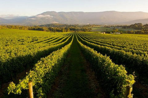 Half-Day Swan Valley Walk & Fruit Orchard - Kalgoorlie Accommodation 2