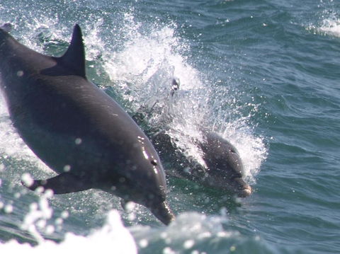 Swim With Dolphins Day Trip From Perth - Kalgoorlie Accommodation 2