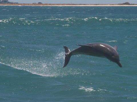 Swim With Dolphins Day Trip From Perth - Kalgoorlie Accommodation 3