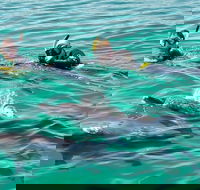 Swim with Dolphins Day Trip from Perth - Kalgoorlie Accommodation